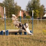 Hond springt over sprong